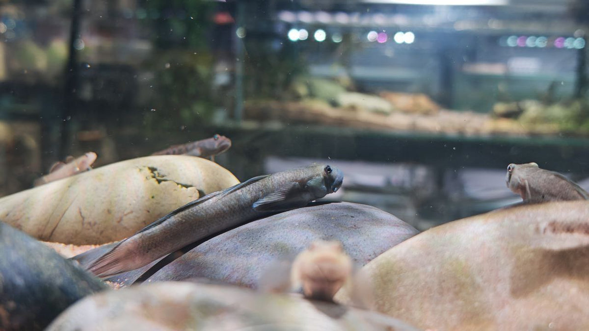 Sciyopterus Red Tailed Goby [Red Tailed Goby]