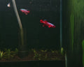 Nothobranchius Rubripinnis [Rubripinnis Killifish]