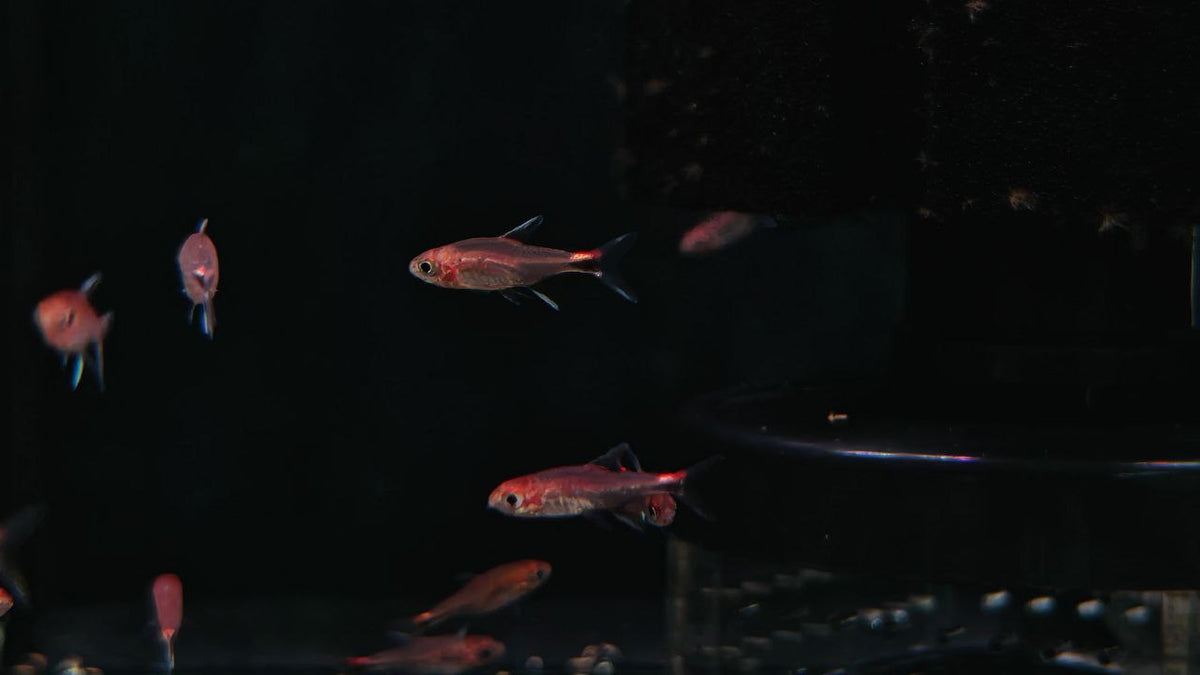 Ruby Tetra