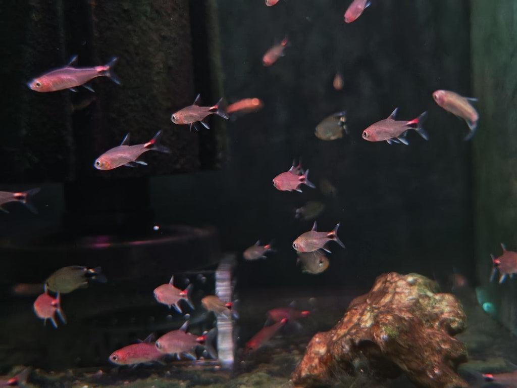 Ruby Tetra