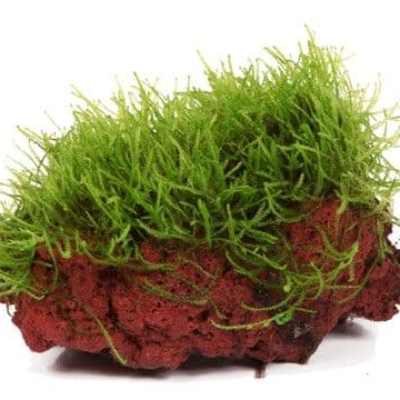 Moss On Rock