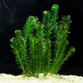 Egeria Densa