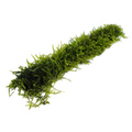 Moss On Stick