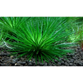 Eriocaulon Breviscapum
