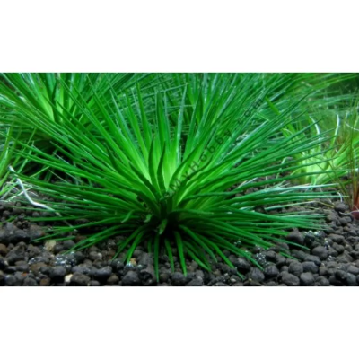 Eriocaulon Breviscapum