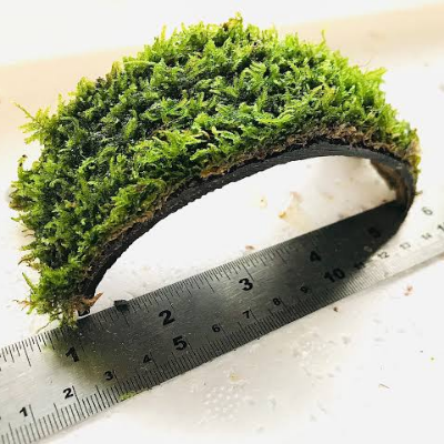 Moss On Coconut Shell