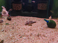 Salivator Puffer