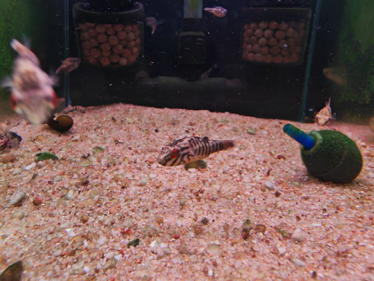 Salivator Puffer