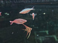Chilatherina Sentaniensis [Sentani Rainbow]