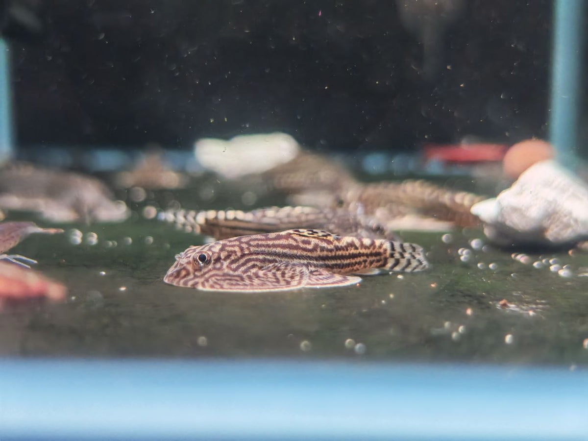 Sewellia Lineolata [Hillstream Loach]