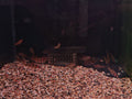 Puntius Rhomboocellatus [Snakeskin Barb]