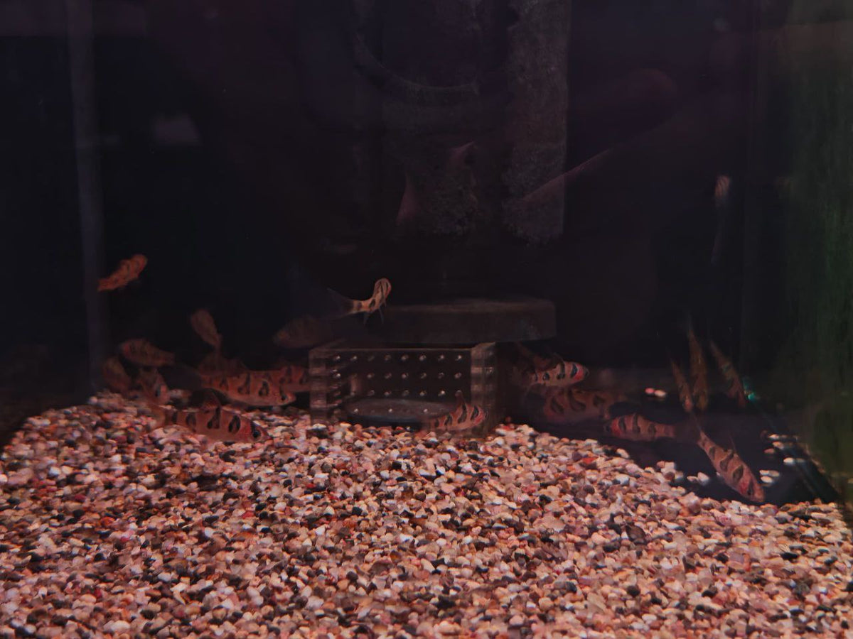 Puntius Rhomboocellatus [Snakeskin Barb]
