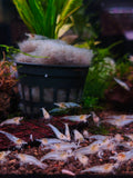 Snowball Shrimp