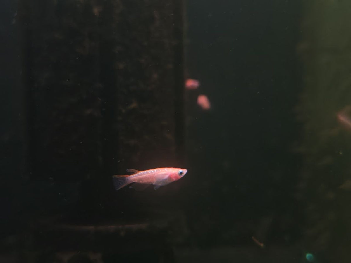 Sparkle Orange Medaka RiceFish