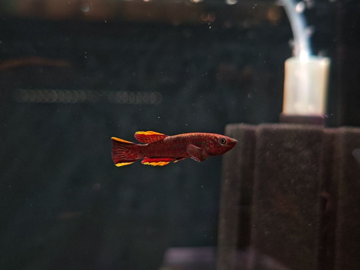 Aphyosemion Gardneri [Steel Blue Killifish]