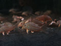 Sterbai Cory