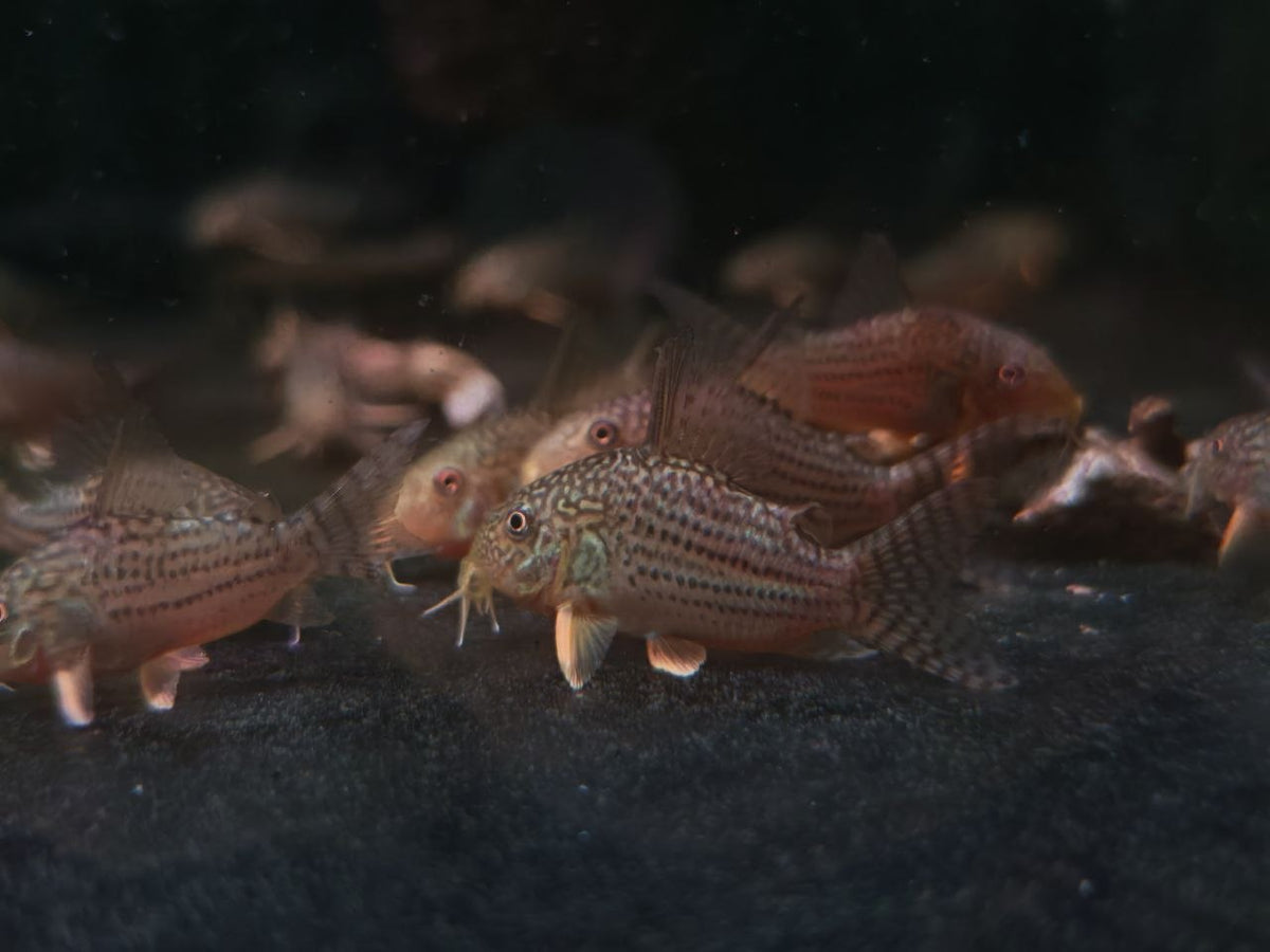 Sterbai Cory