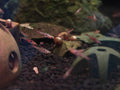 Strawberry Rasbora