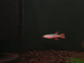 Aphyosemion Striatum [Striated Killfish]