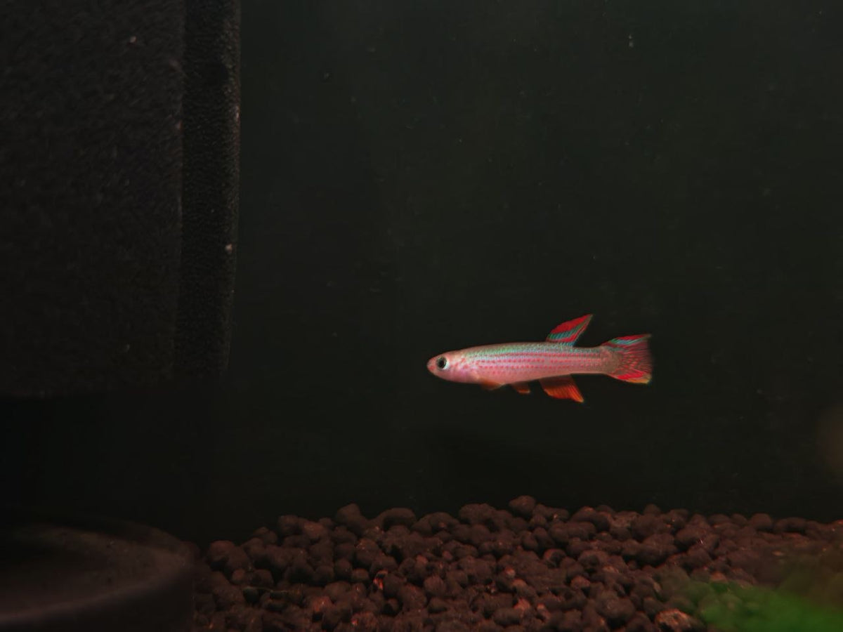 Aphyosemion Striatum [Striated Killfish]