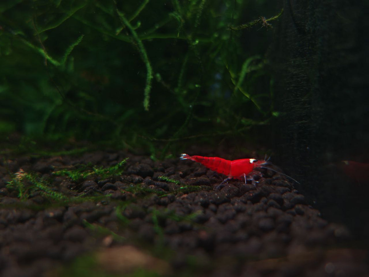 Super Red Santa Shrimp