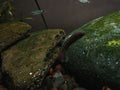 Sciyopterus Longfilis [Threadfin Goby]