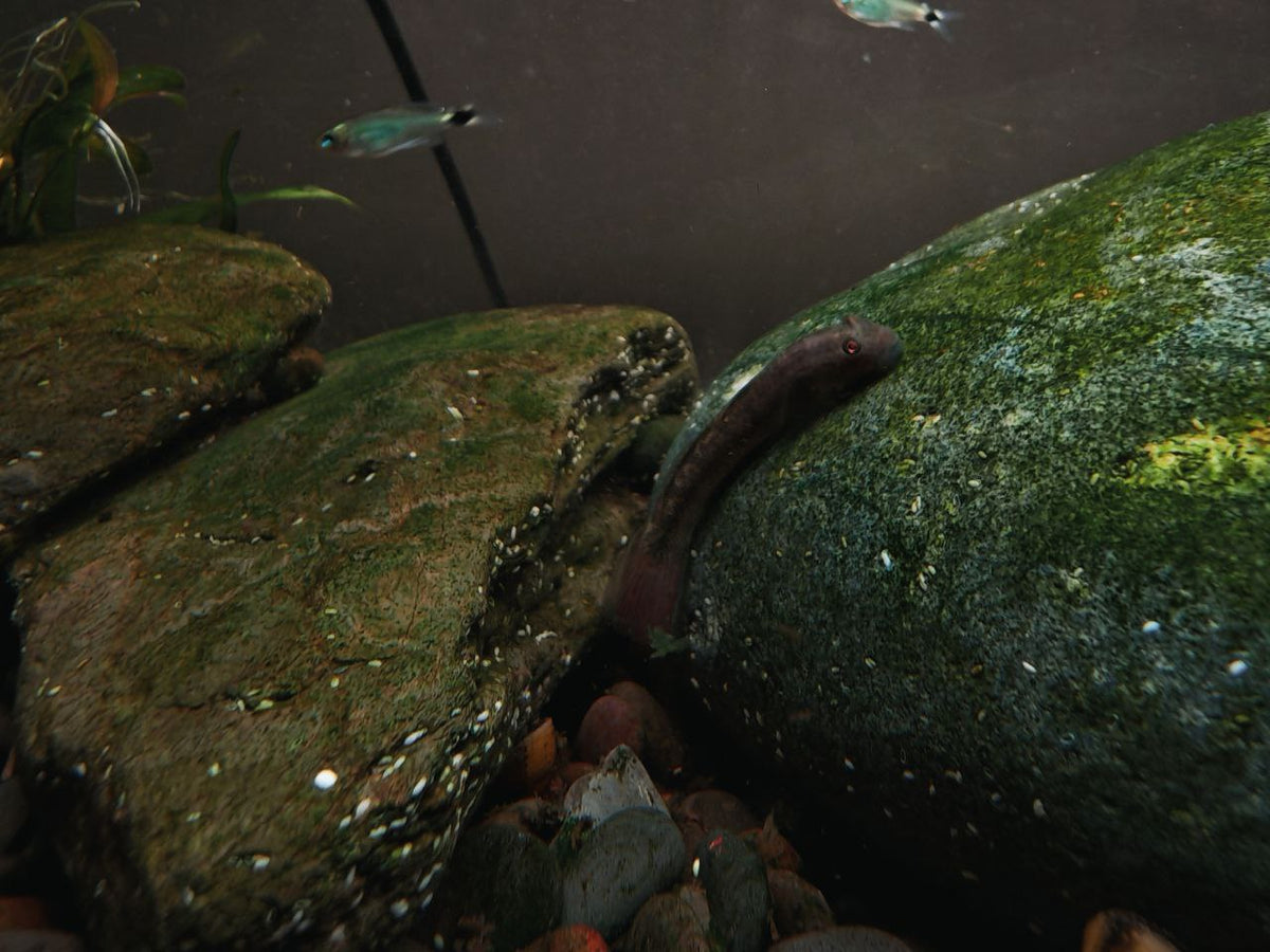 Sciyopterus Longfilis [Threadfin Goby]