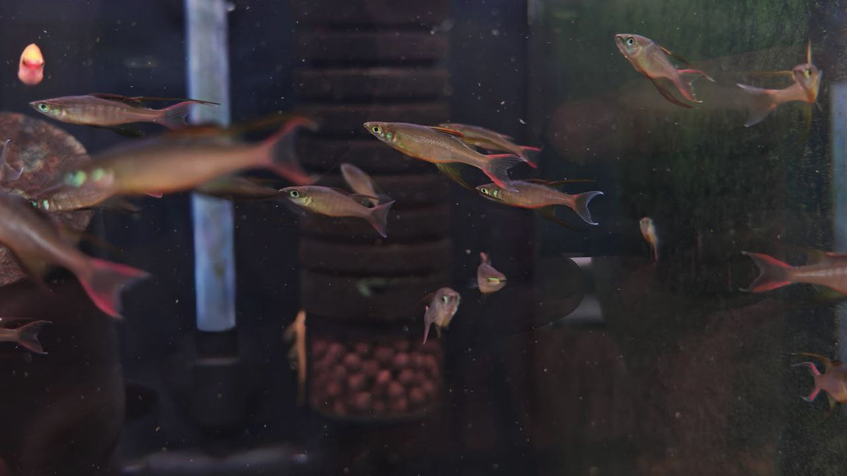 Iriatherina Werneri [Threadfin Rainbow]
