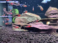 Tucanoichthys Tucano [Tucano Tetra]