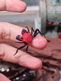 Vampire Halloween Crab