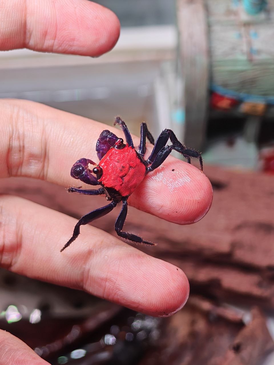 Vampire Halloween Crab