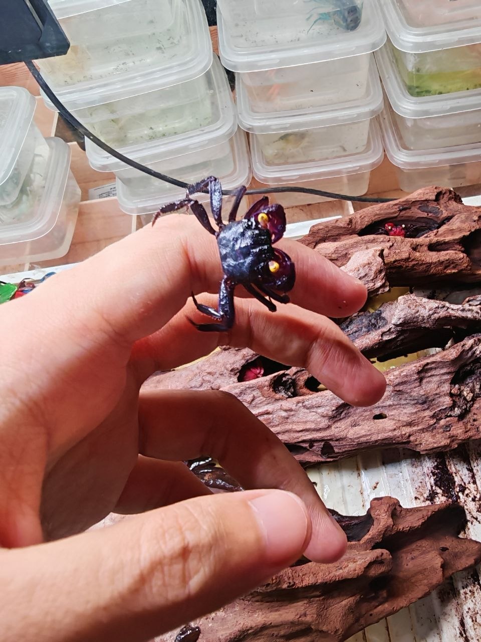Vampire Purple Crab