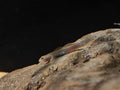 Lentipes cf. Venustus [Venustus Goby]