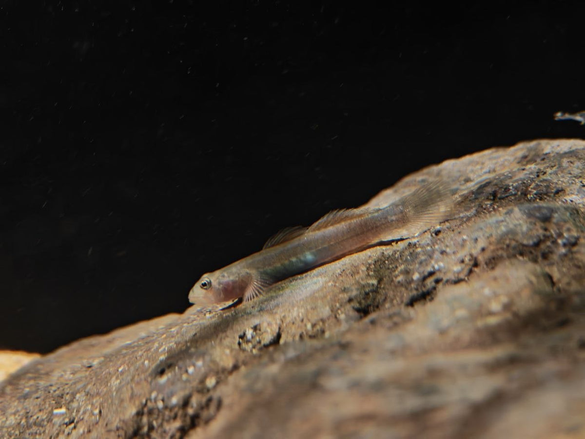 Lentipes cf. Venustus [Venustus Goby]