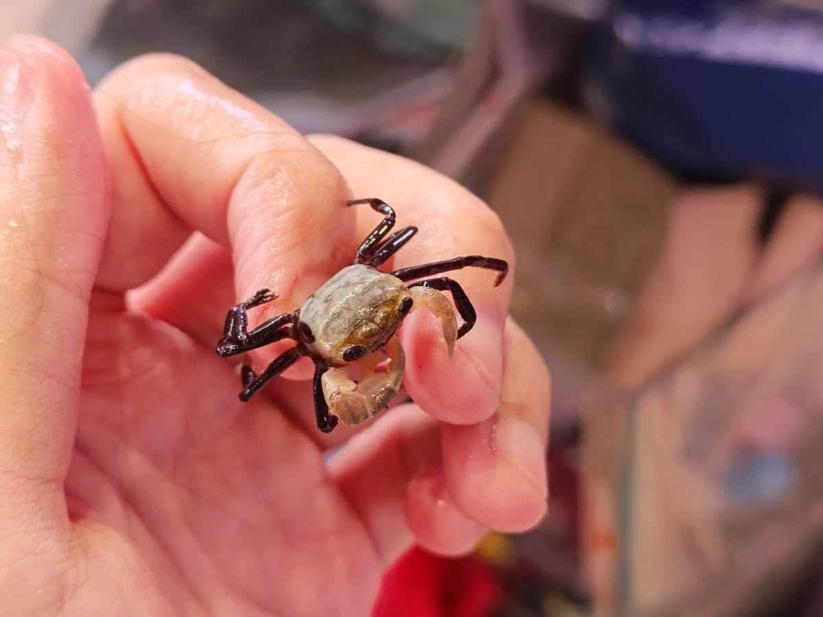 White Panda Borneo Crab