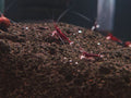 White Sock Shrimp