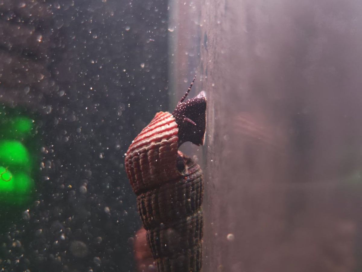 Tylomelania Patriarchalis [White Spotted Rabbit Snail]