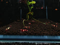 Wine Red KingKong Shrimp