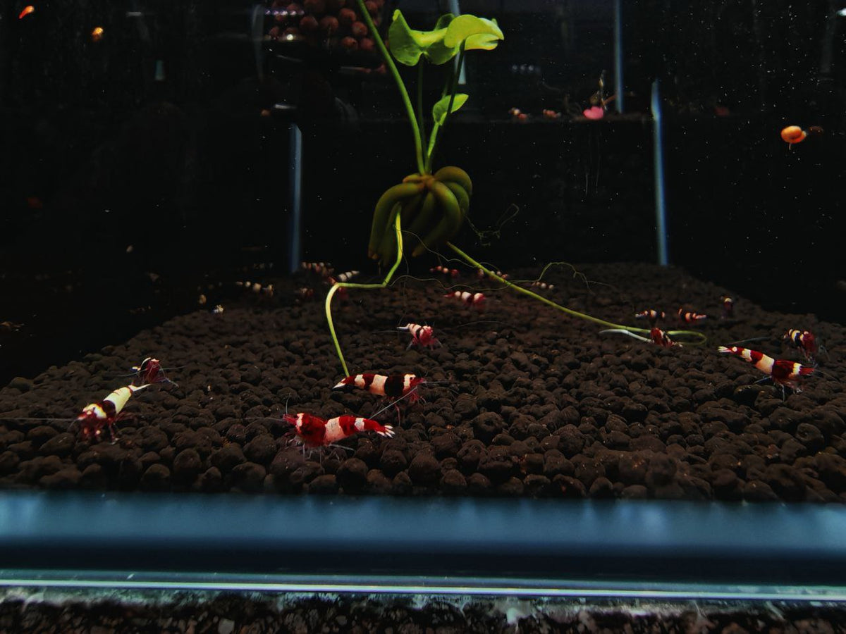 Wine Red KingKong Shrimp