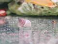 Wizard White Snail