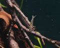 Yamato Shrimp