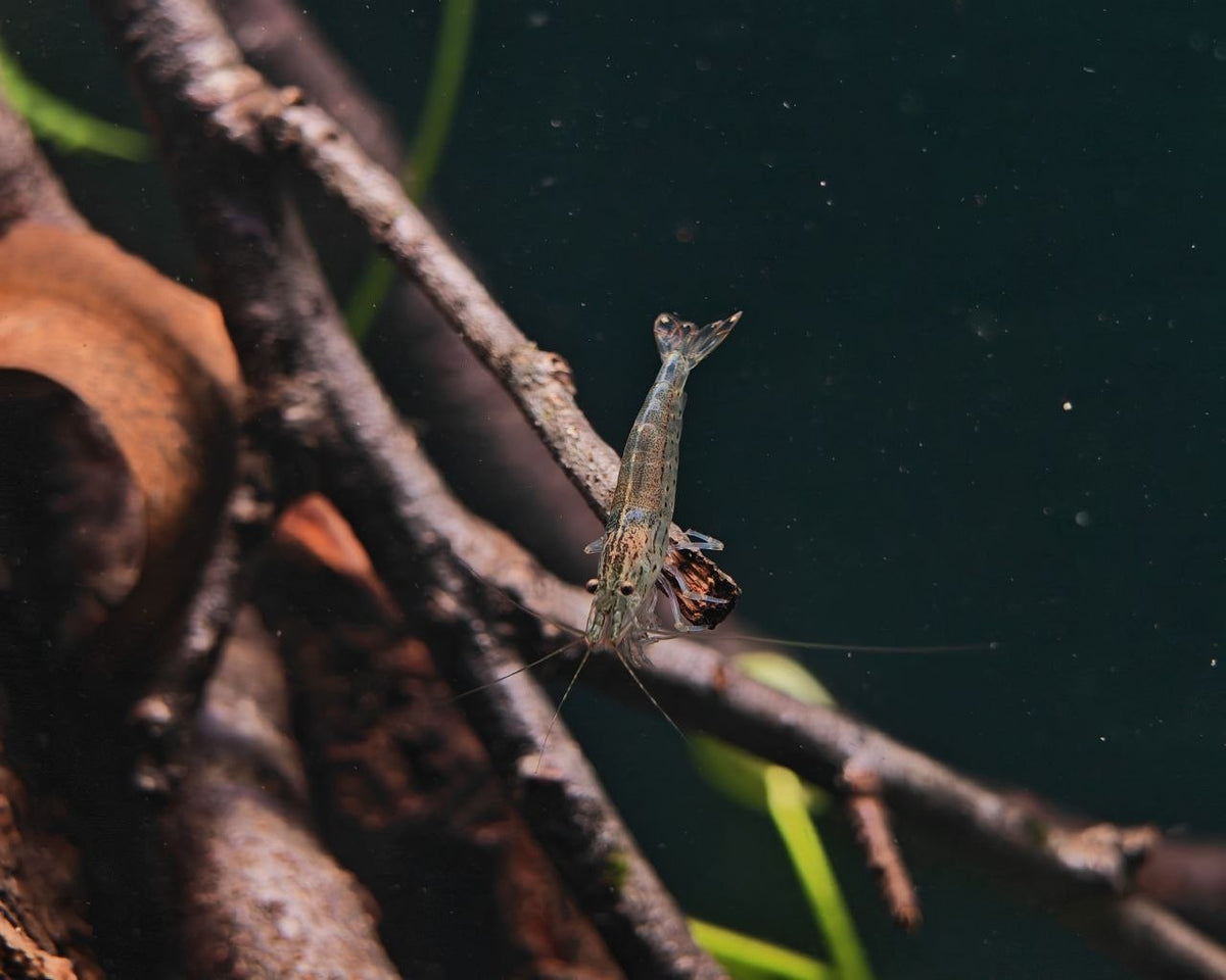 Yamato Shrimp