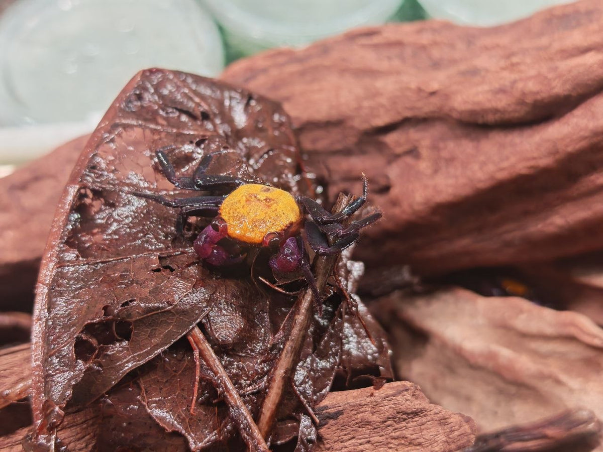 Yellow Carn Vampire Crab