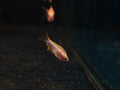 Yellow Emperor Tetra