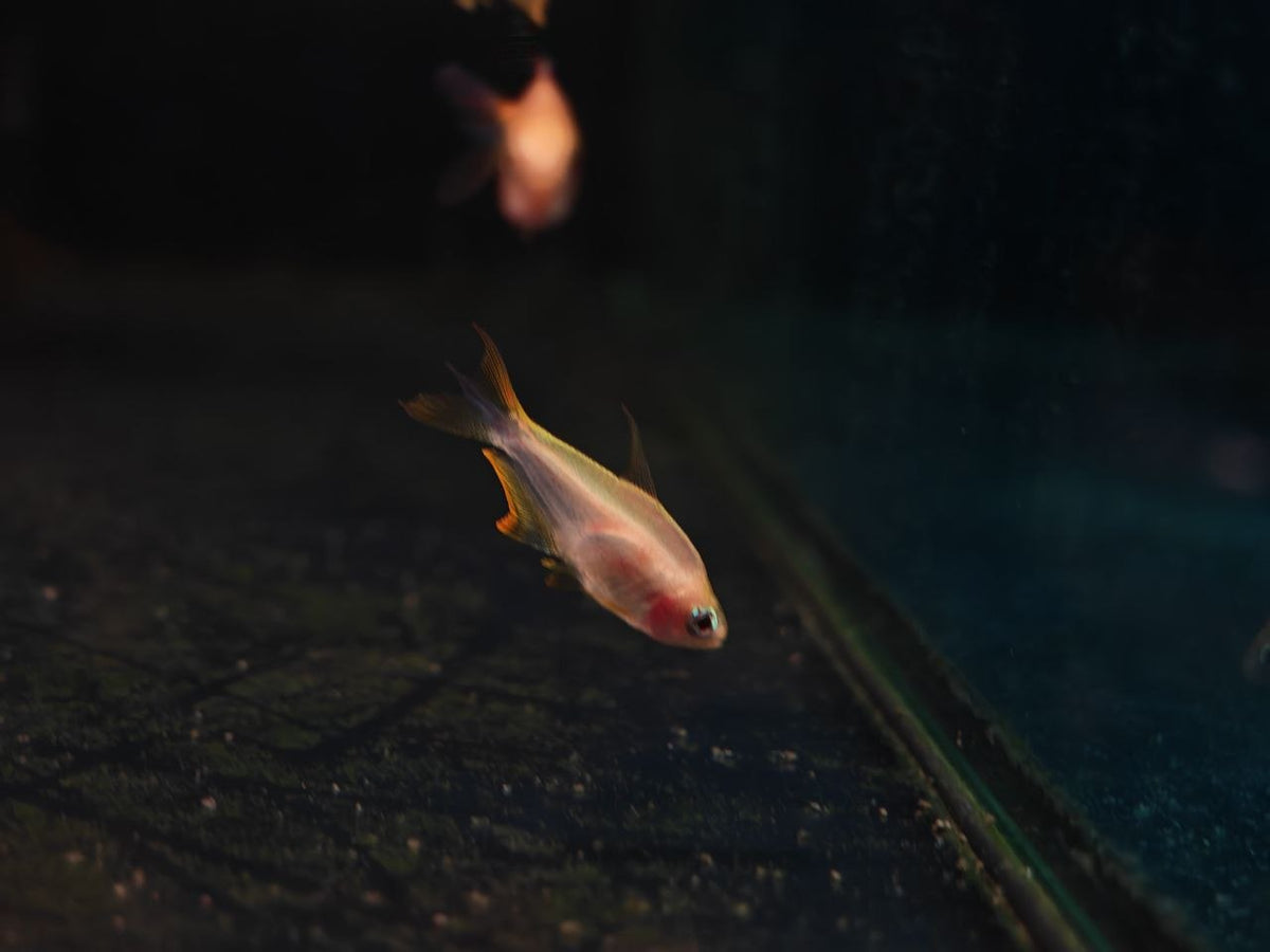 Yellow Emperor Tetra