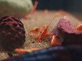 Yellow Golden Back Shrimp