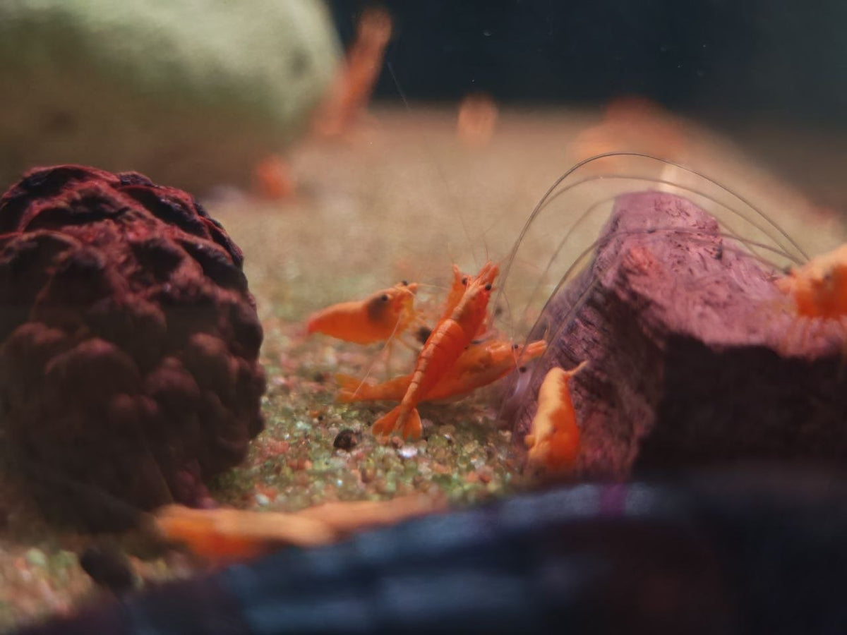 Yellow Golden Back Shrimp