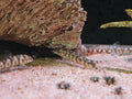 Botia Lohachata 'Y' [Yoyo Loach]