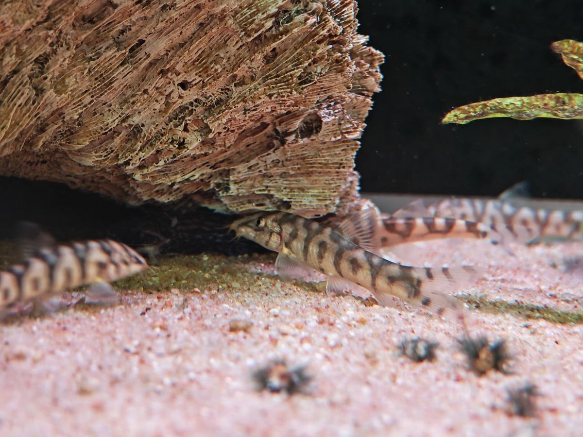 Botia Lohachata 'Y' [Yoyo Loach]