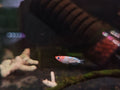 YuHua Medaka Rice Fish